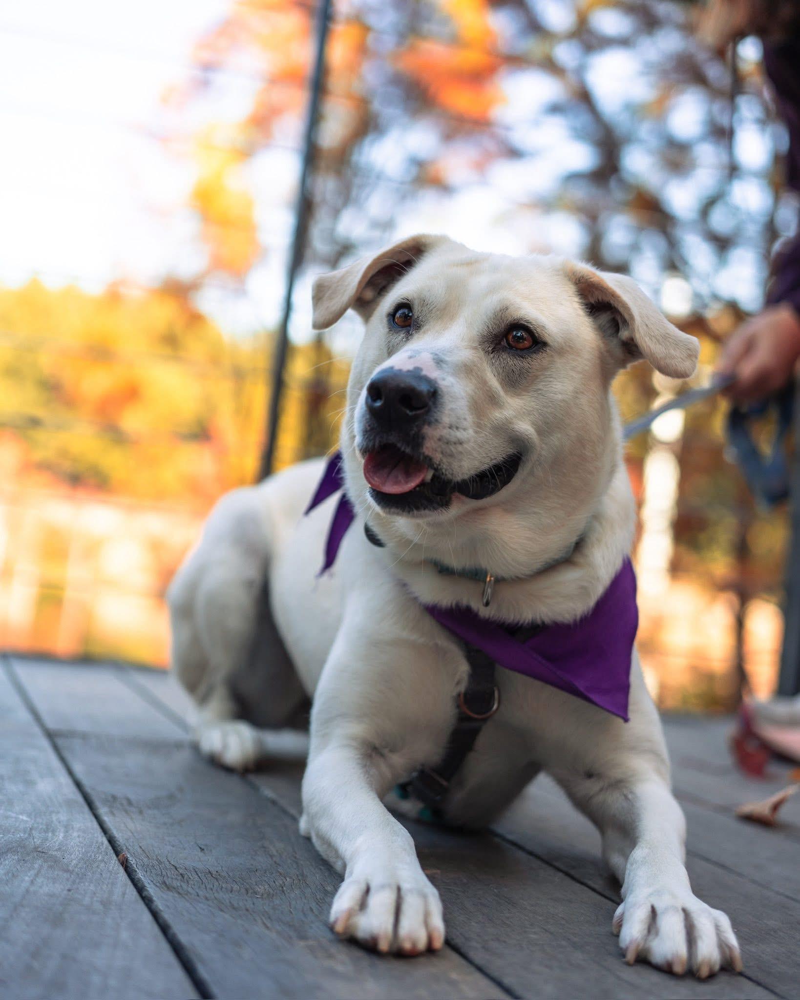Enlarge Kiwi Girl, an adoptable mixed breed in Apex, NC image 2/6