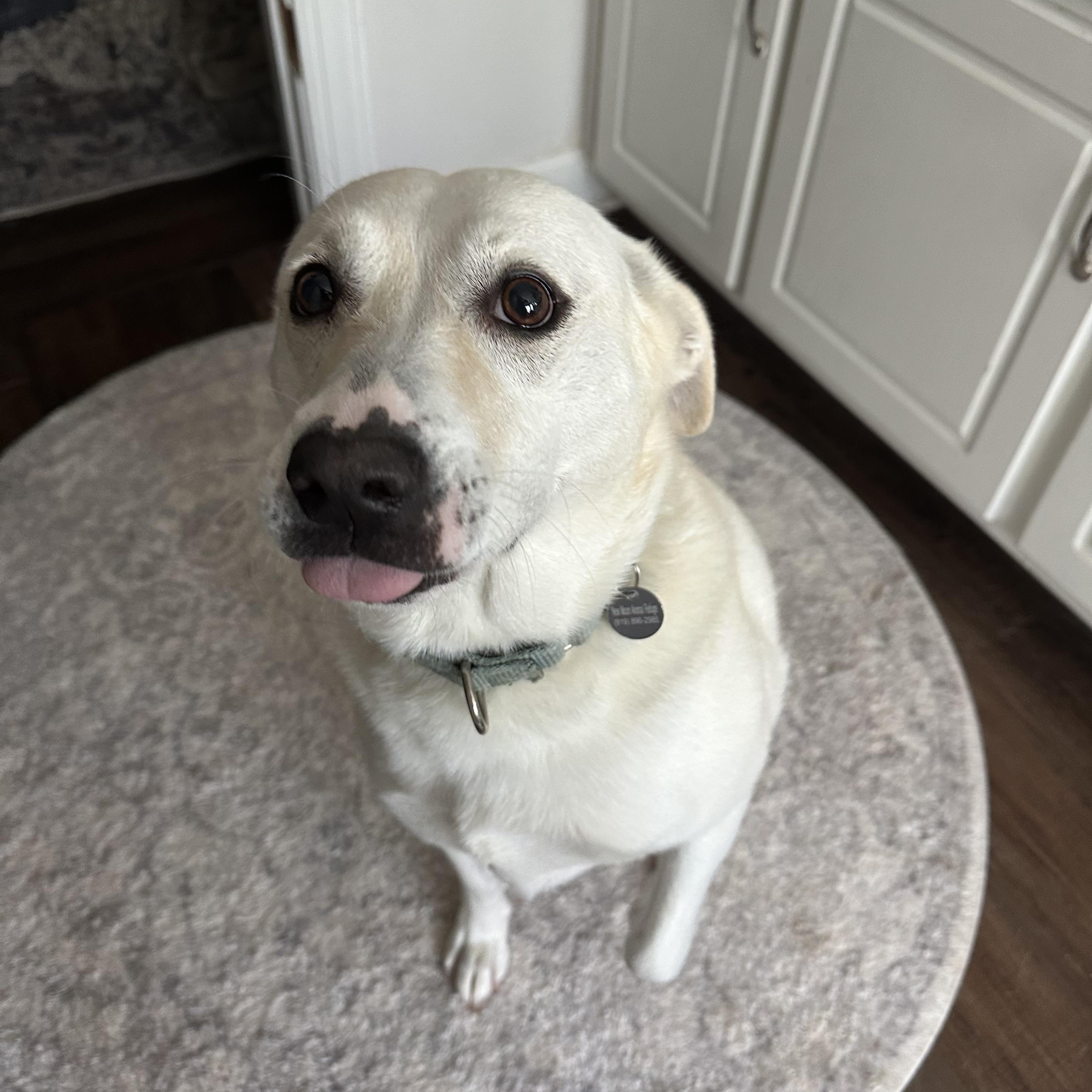 Enlarge Kiwi Girl, a Adoptable mixed breed in Apex, NC image 1/6