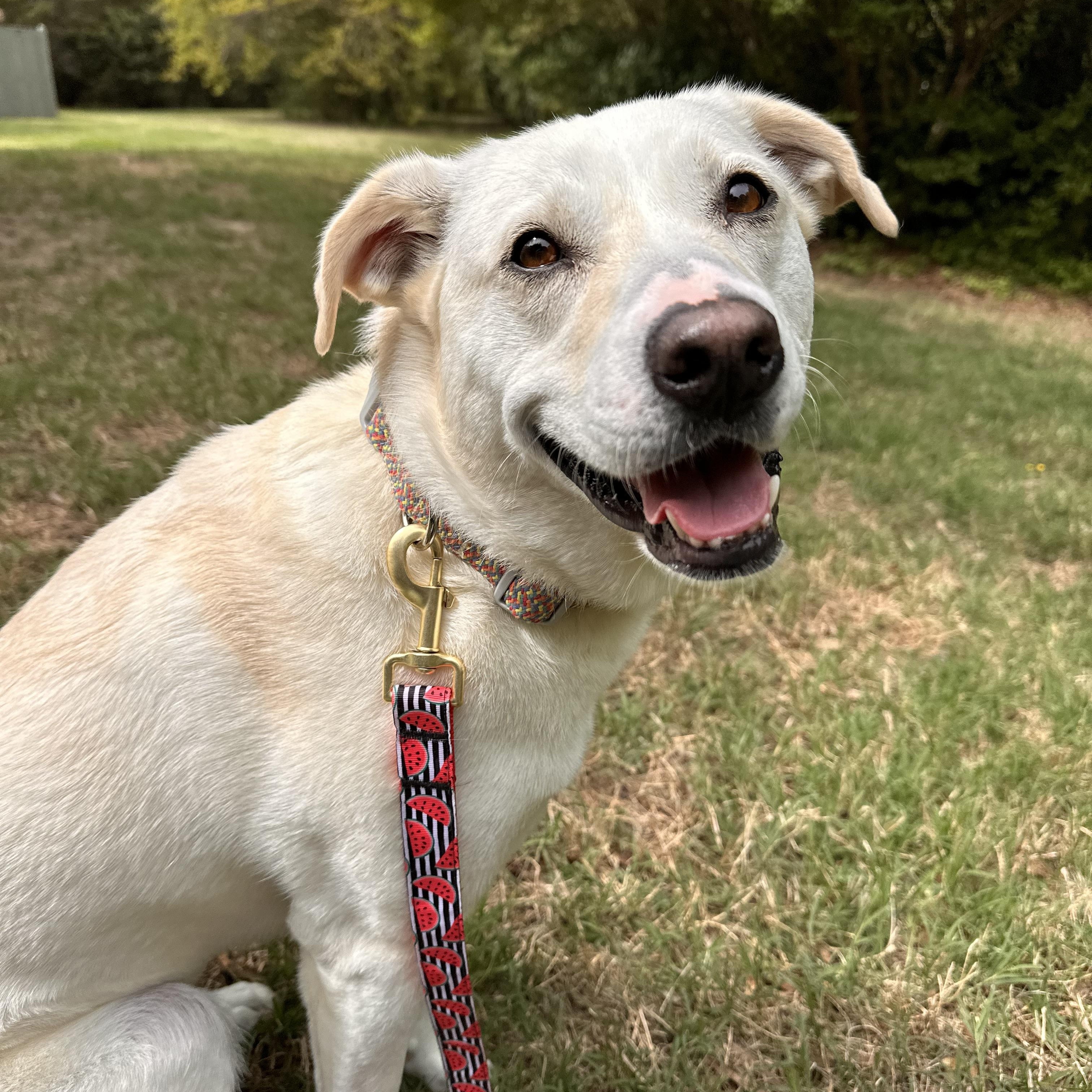 Enlarge Kiwi Girl, an adoptable mixed breed in Apex, NC image 3/6