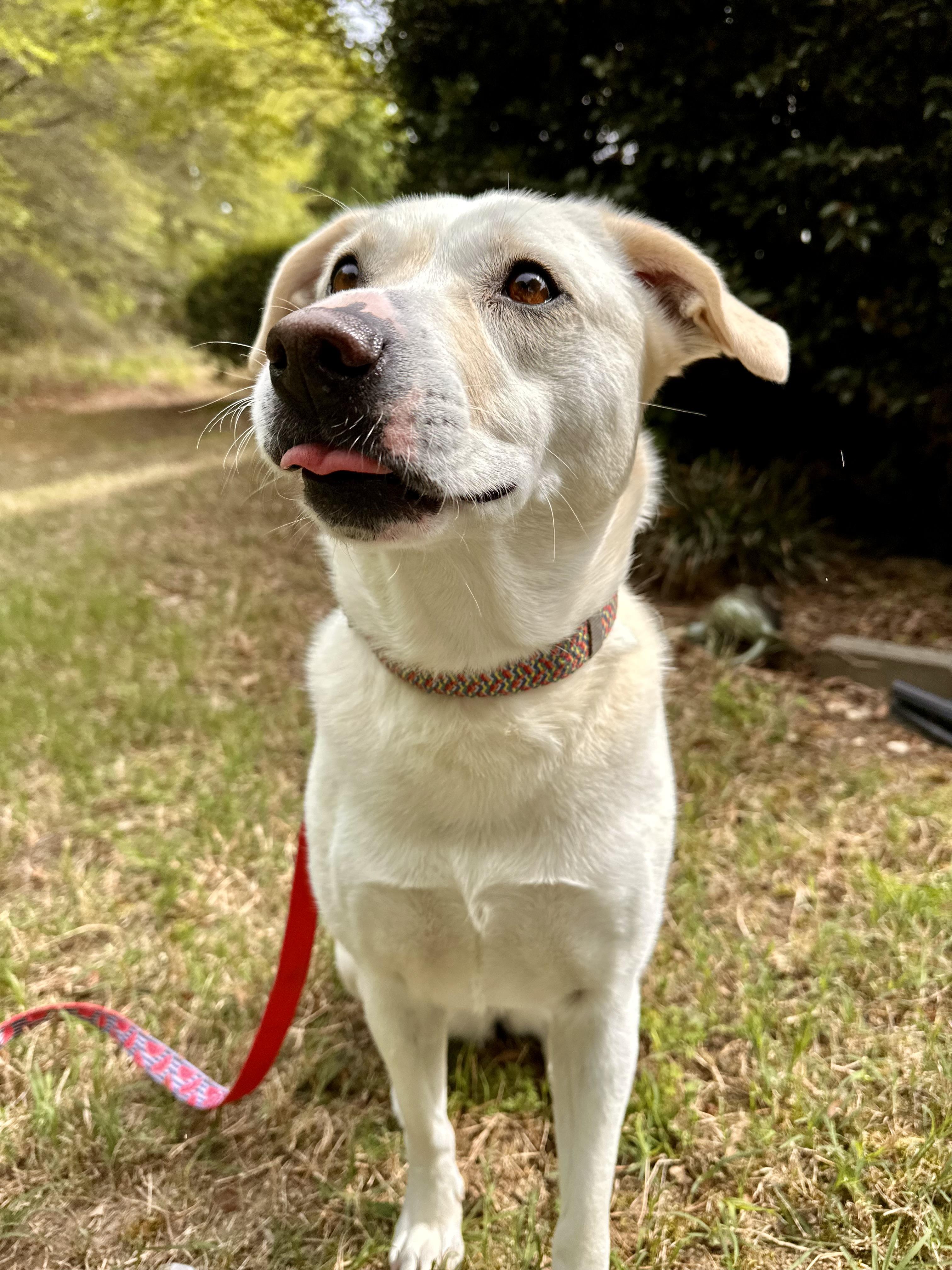 Enlarge Kiwi Girl, an adoptable mixed breed in Apex, NC image 4/6