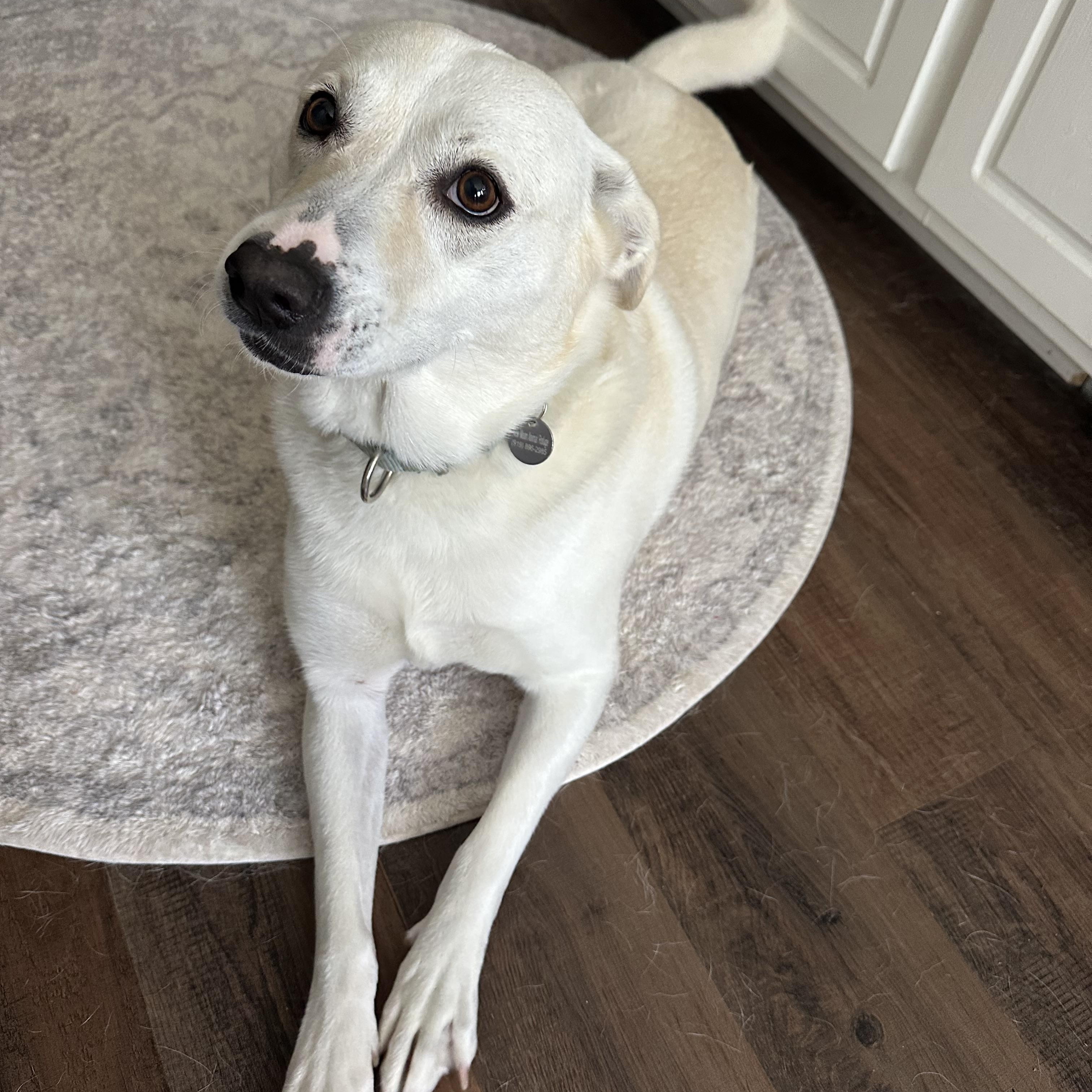 Enlarge Kiwi Girl, a Adoptable mixed breed in Apex, NC image 2/6