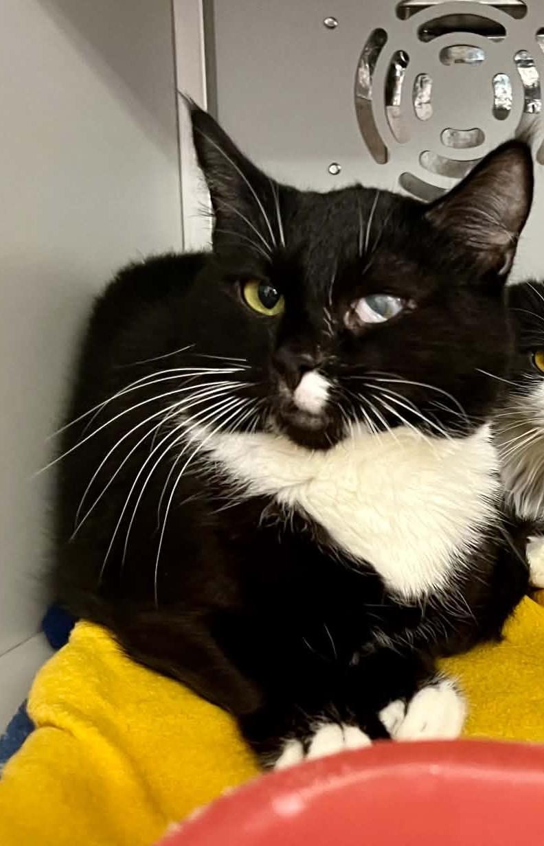 Mouse, Adoptable, Adult Female Domestic Short Hair.