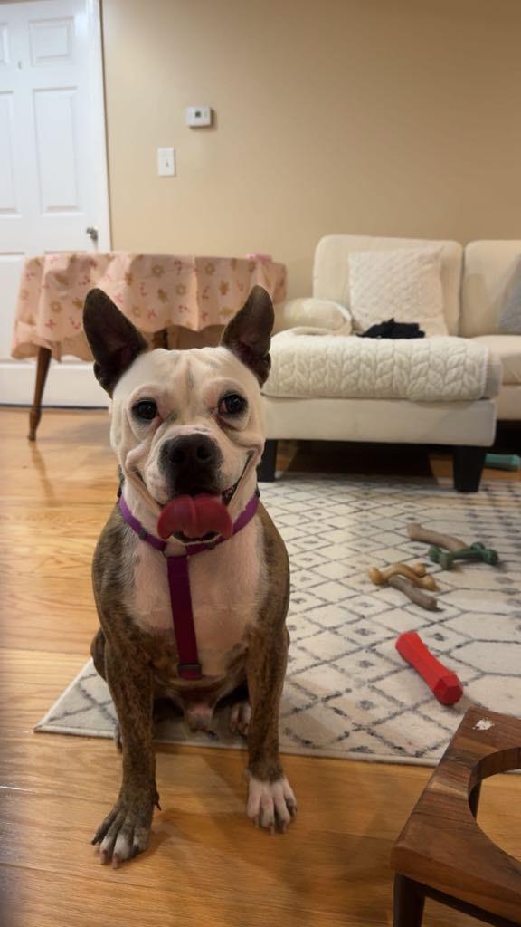 Bruno, Adult Male Mixed Breed
