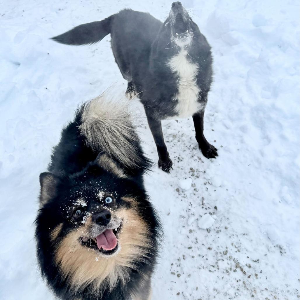 Corndog — thumbnail 2