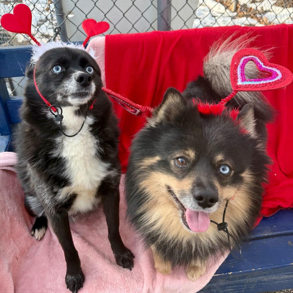 Corndog — thumbnail 5