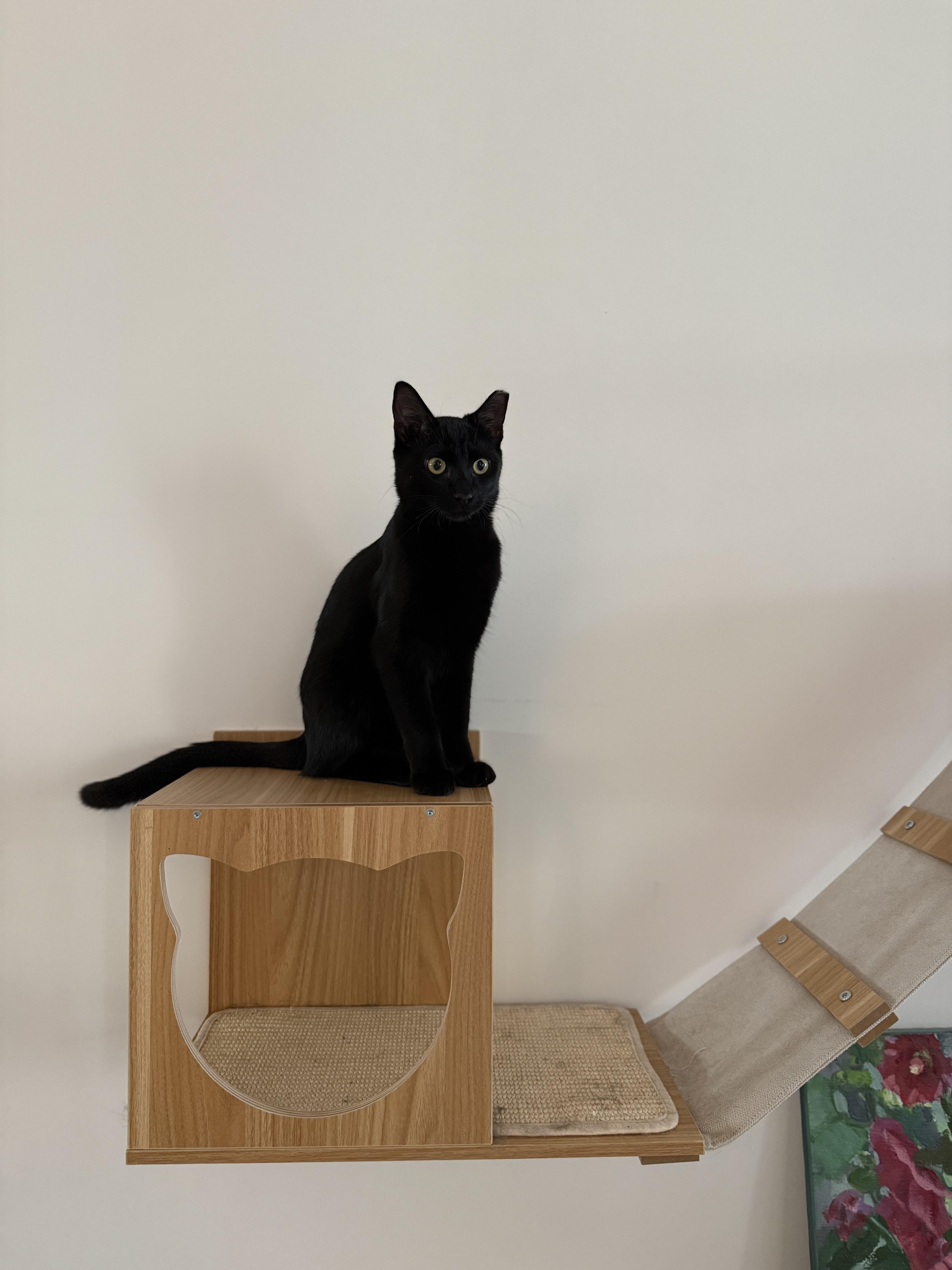 Enlarge Flow, a Adoptable Domestic Short Hair in Avondale Estates, GA image 3/5