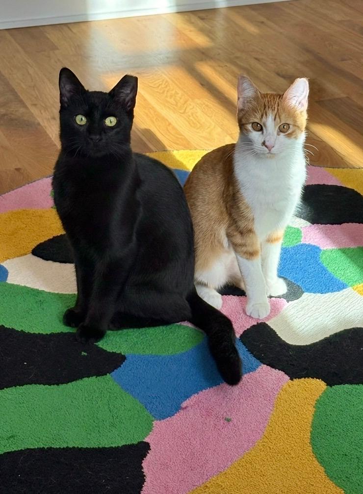 Enlarge Flow, a Adoptable Domestic Short Hair in Avondale Estates, GA image 4/5