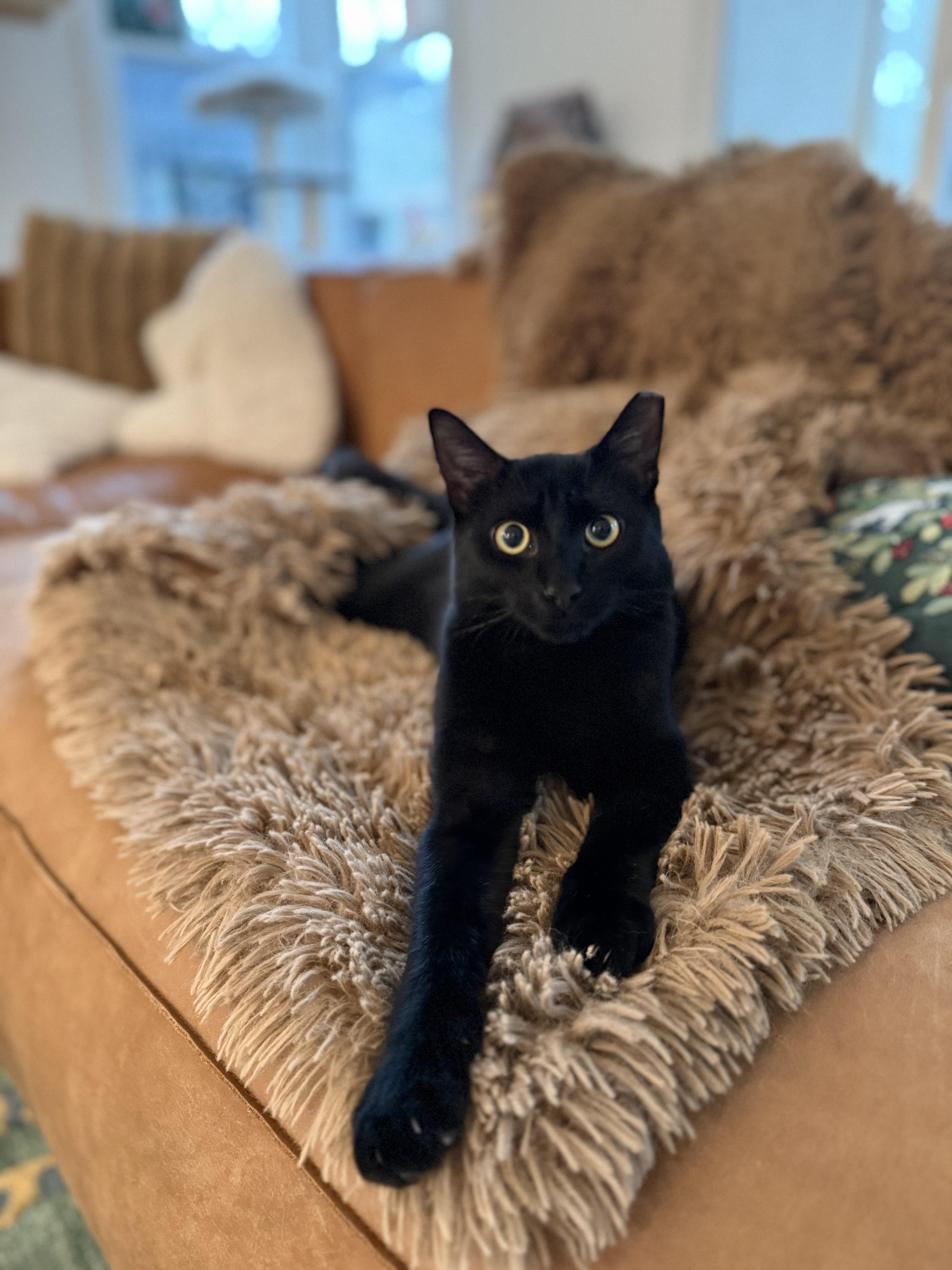 Enlarge Flow, a Adoptable Domestic Short Hair in Avondale Estates, GA image 1/5