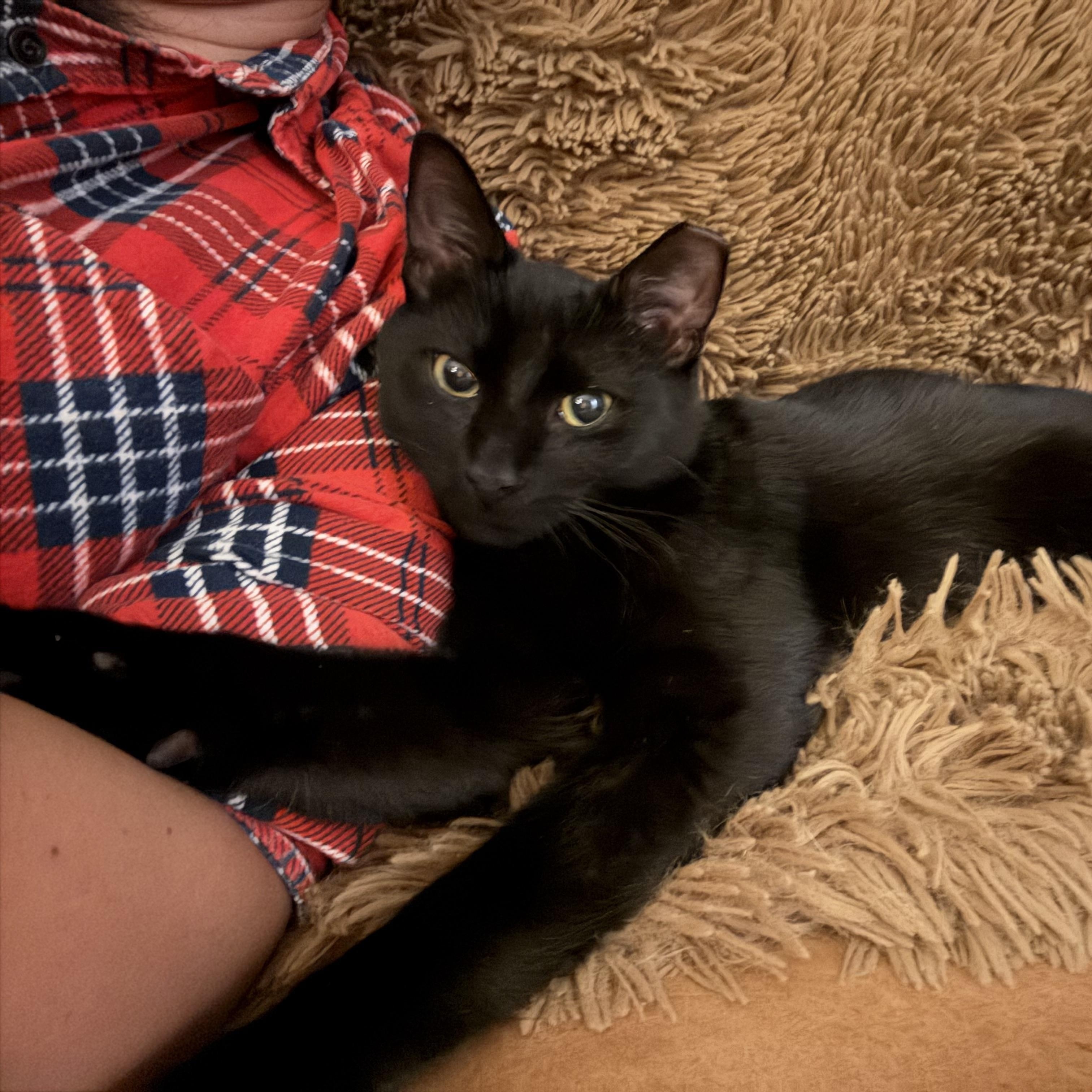 Enlarge Flow, a Adoptable Domestic Short Hair in Avondale Estates, GA image 2/5