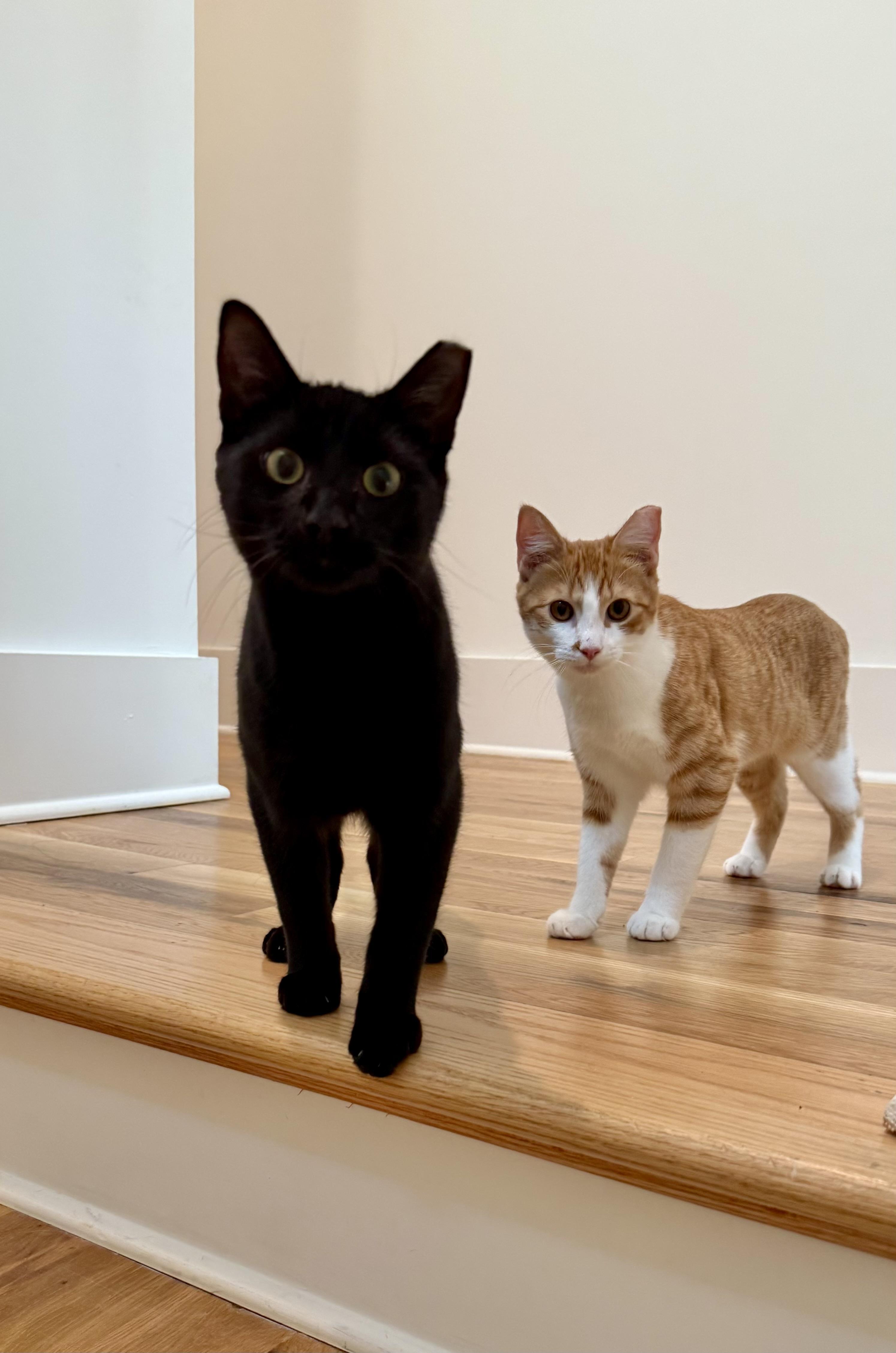 Enlarge Flow, a Adoptable Domestic Short Hair in Avondale Estates, GA image 5/5