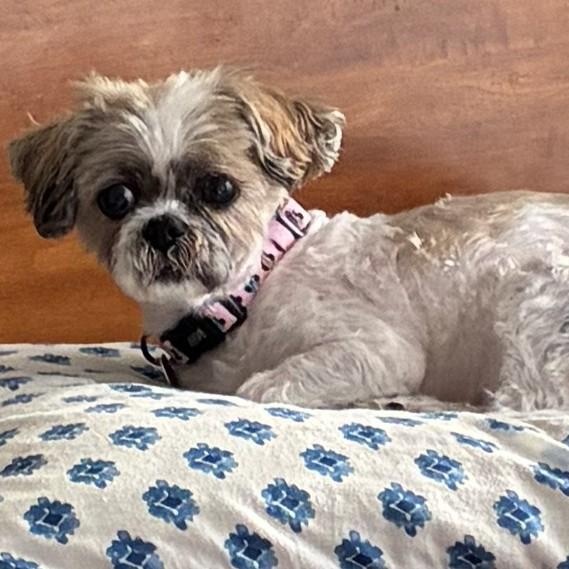 Enlarge Saoirse, an adopted Shih Tzu in Rockville, MD image 3/6