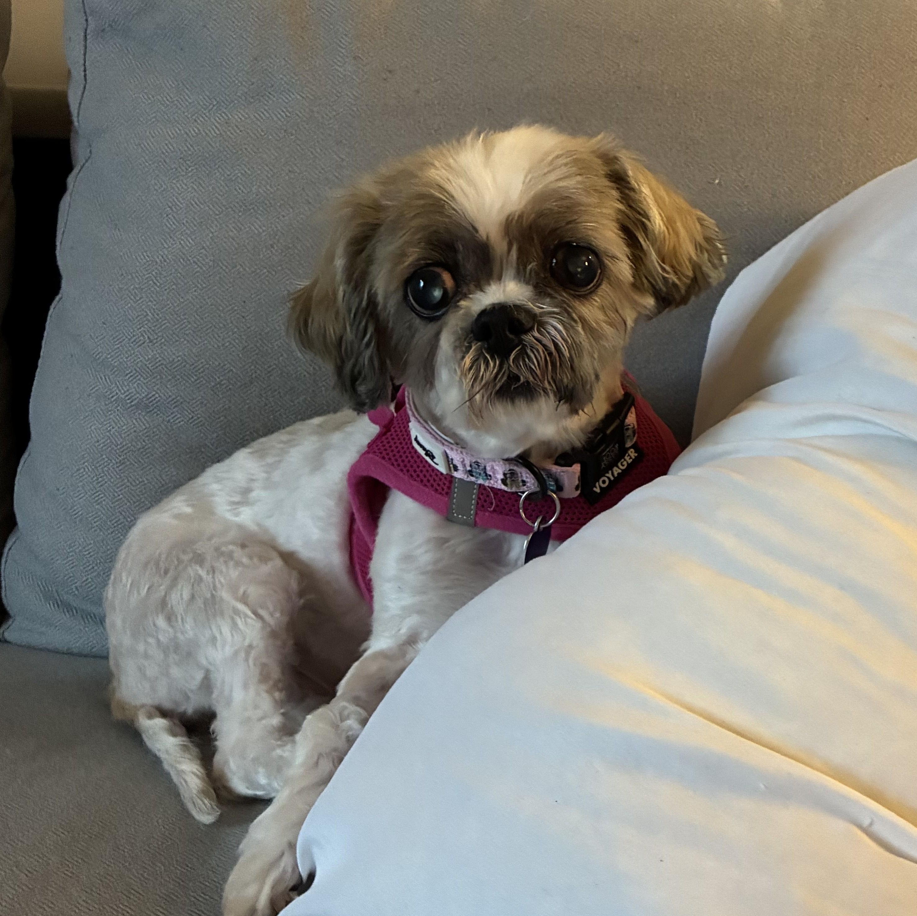 Enlarge Saoirse, an adopted Shih Tzu in Rockville, MD image 6/6