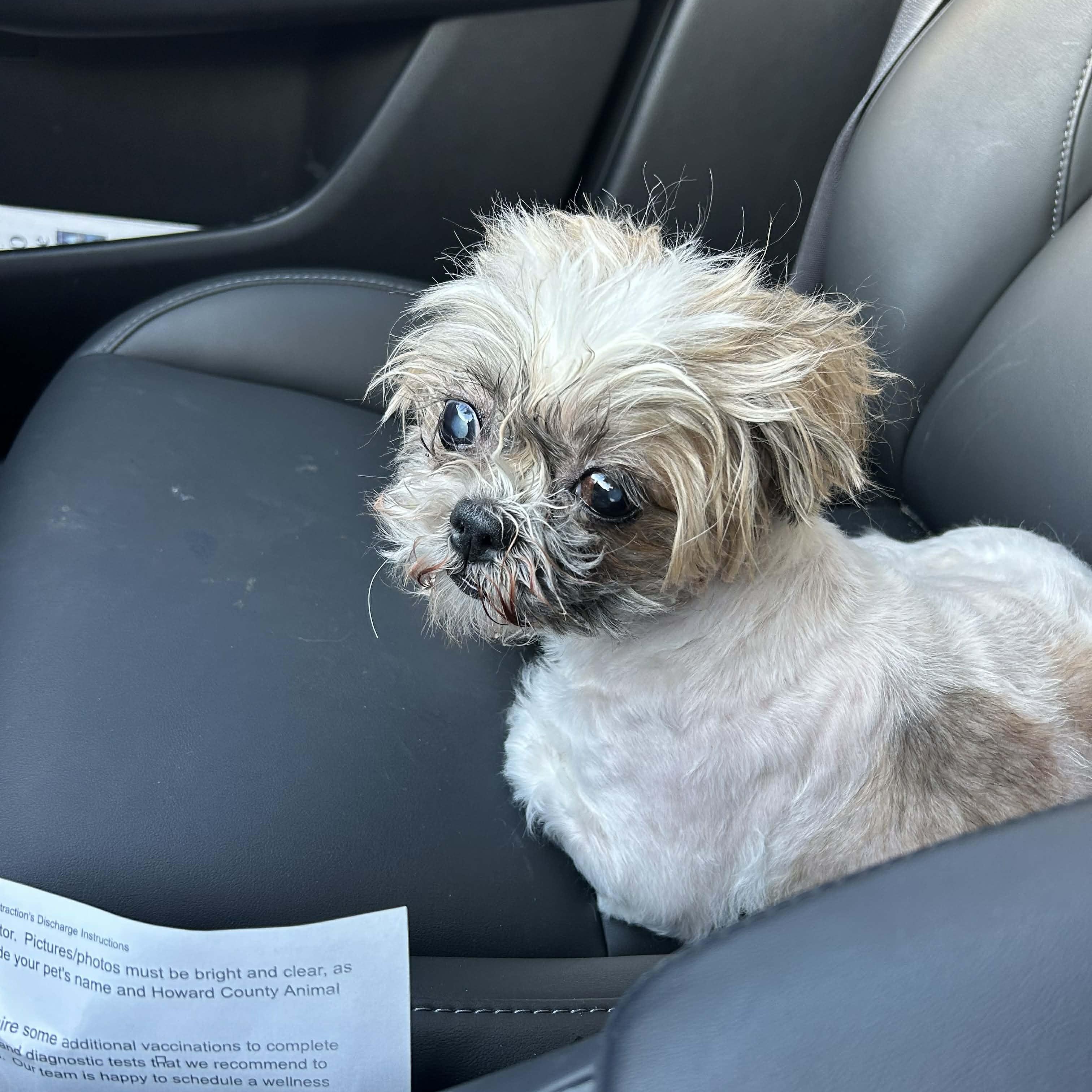 Saoirse, an adoptable Shih Tzu in Rockville, MD image 3/4