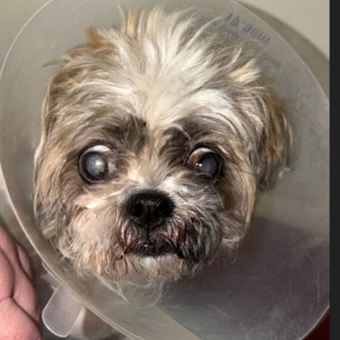 Saoirse, an adoptable Shih Tzu in Rockville, MD image 4/4