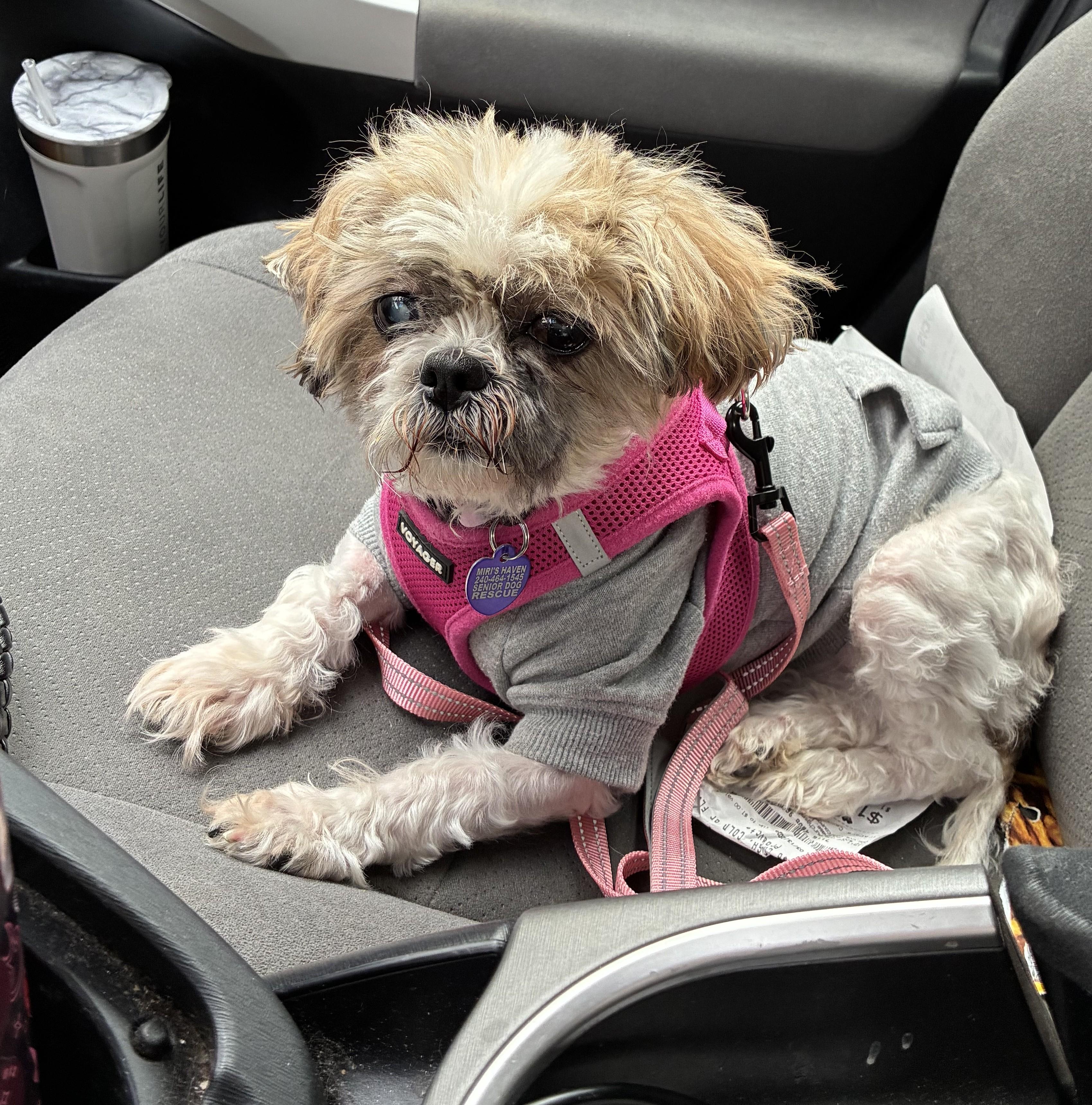 Saoirse, adopted, Senior Female Shih Tzu.