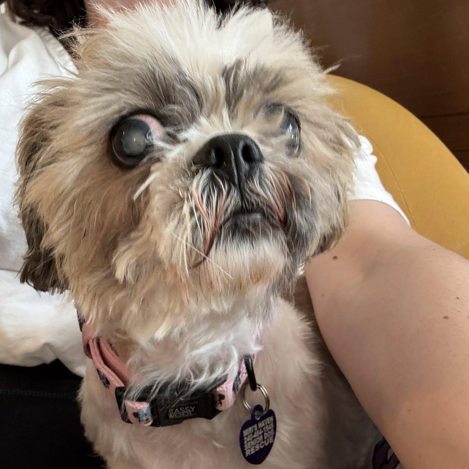 Enlarge Saoirse, an adopted Shih Tzu in Rockville, MD image 4/6