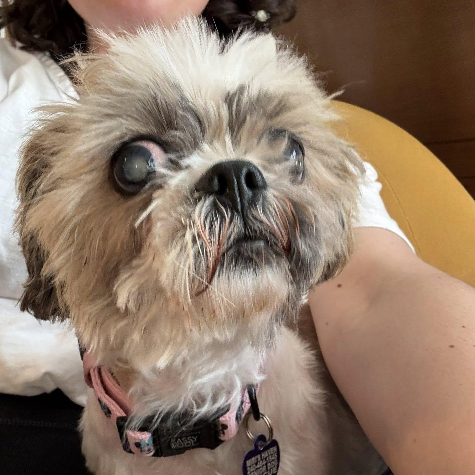 Saoirse, an adoptable Shih Tzu in Rockville, MD image 1/4