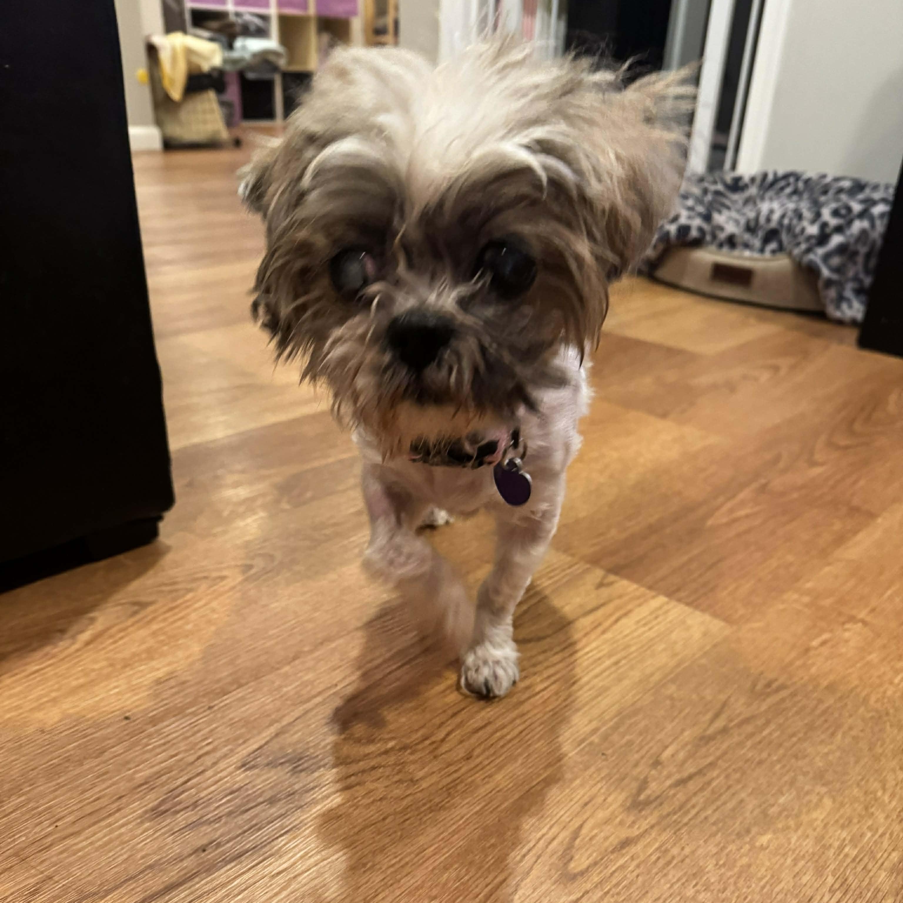 Saoirse, an adoptable Shih Tzu in Rockville, MD image 2/4