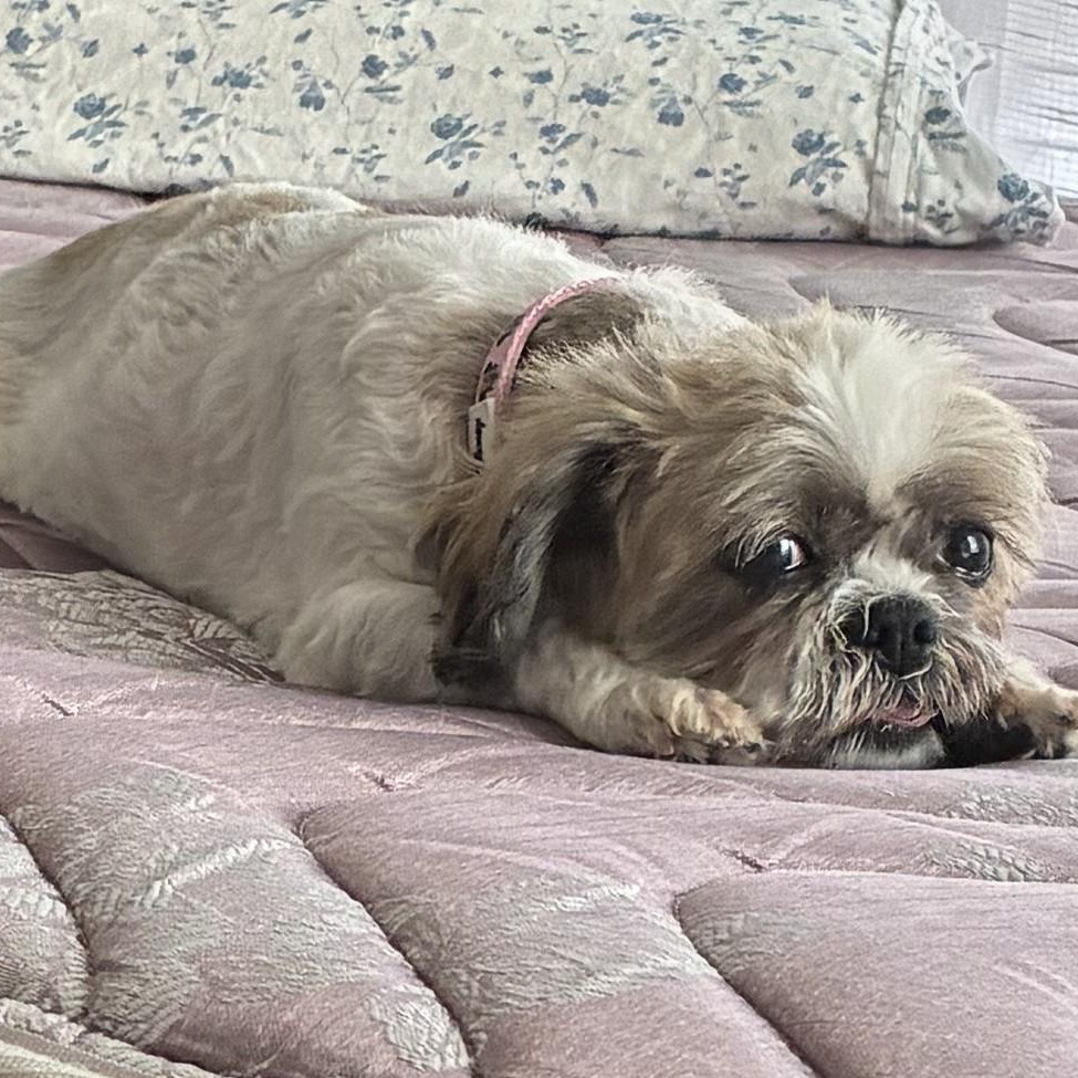 Enlarge Saoirse, an adopted Shih Tzu in Rockville, MD image 5/6