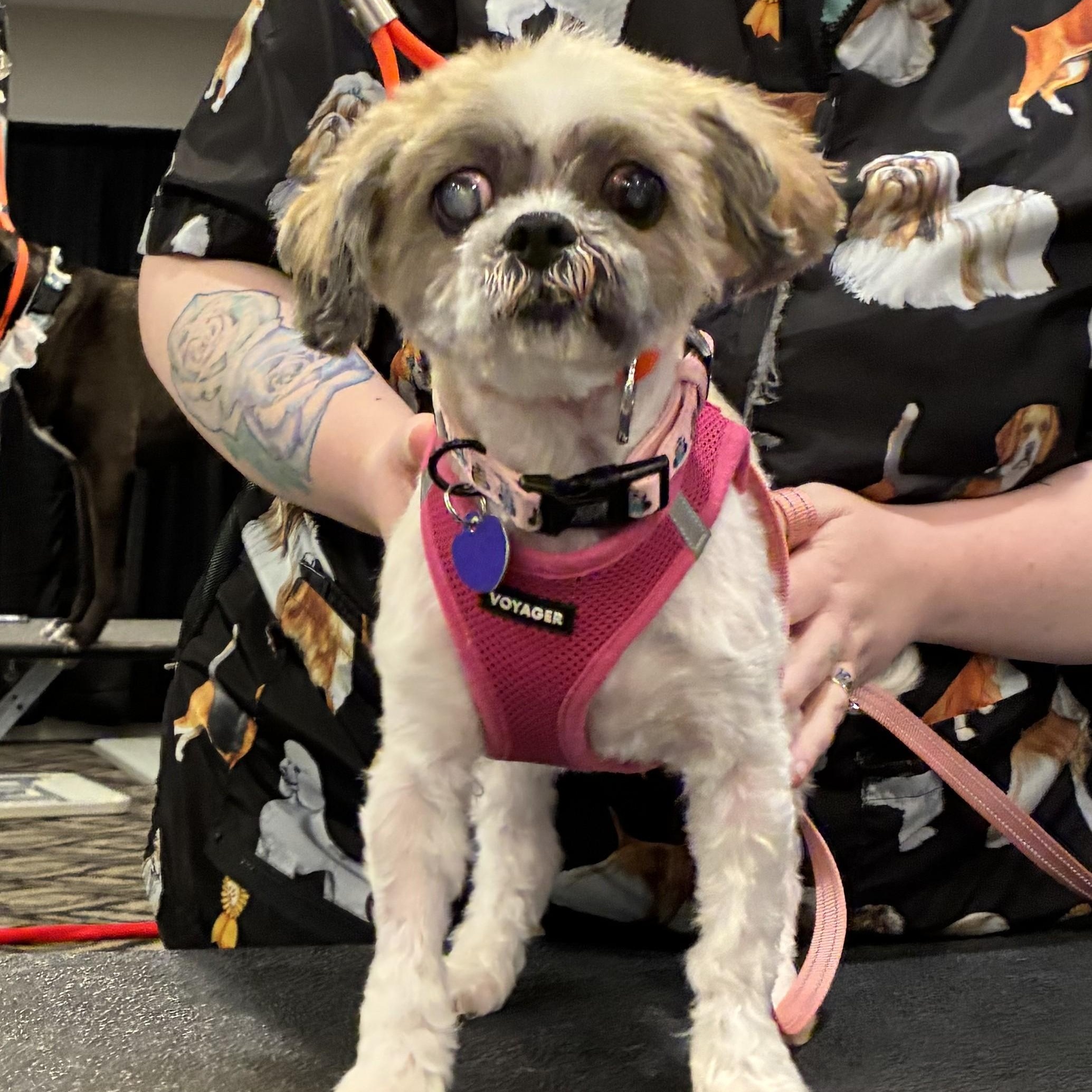 Enlarge Saoirse, an adopted Shih Tzu in Rockville, MD image 2/6