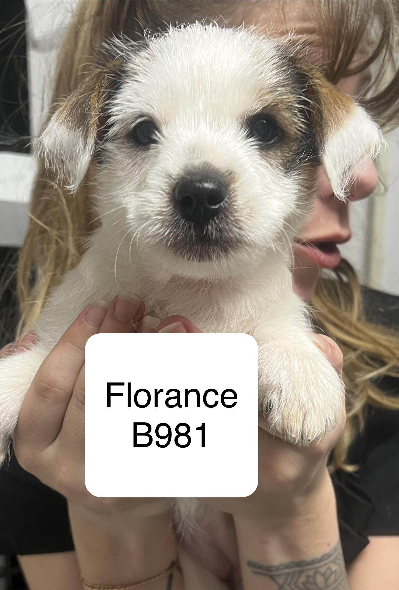 Florance, adopted, Puppy Female Shih Tzu & Terrier.