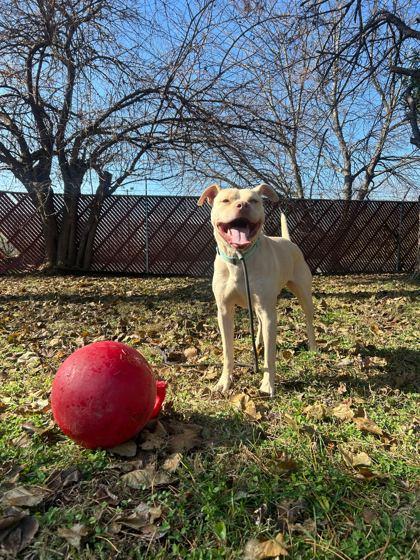 Enlarge Arlo, a Adoptable mixed breed in Louisville, KY image 1/3