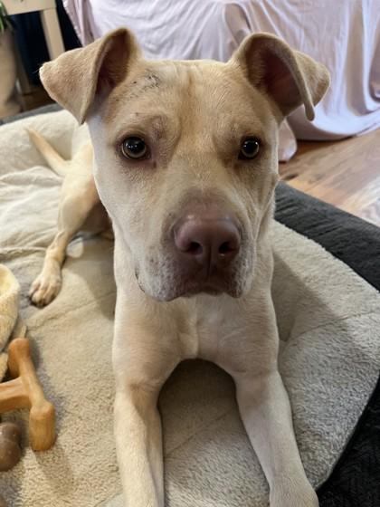 Enlarge Arlo (in foster), a Adoptable mixed breed in Louisville, KY image 1/3