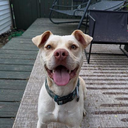 Enlarge Arlo (in foster), a Adoptable mixed breed in Louisville, KY image 2/3