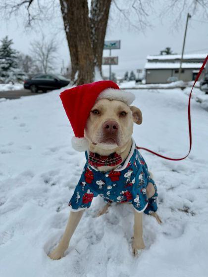 Enlarge Arlo (in foster), a Adoptable mixed breed in Louisville, KY image 3/3