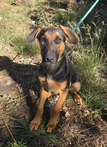 Lewis, ADOPTABLE, Young Male Shepherd.