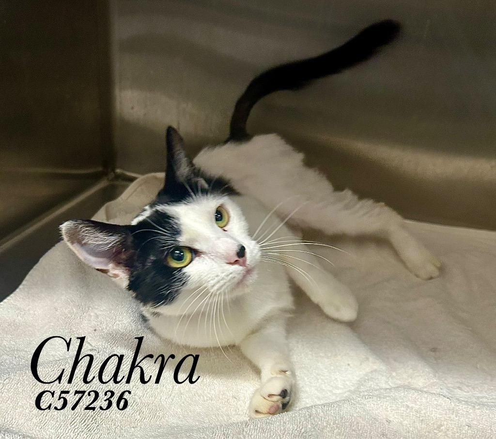 Enlarge Chakra, a Adoptable mixed breed in Clarksville, TN image 1/1