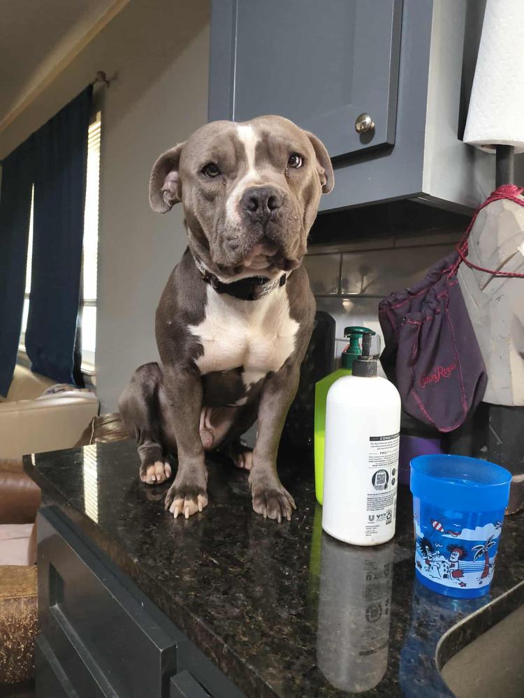 Splooter, Adopted, Young Male Pit Bull Terrier.