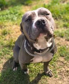 Enlarge Splooter, a Adopted Pit Bull Terrier in TULSA, OK image 2/6