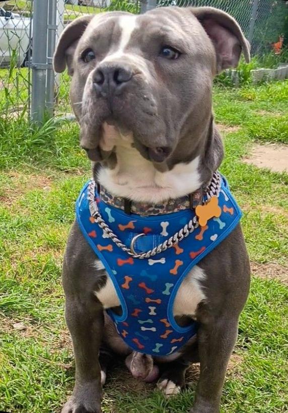 Enlarge Splooter, a Adopted Pit Bull Terrier in TULSA, OK image 3/6