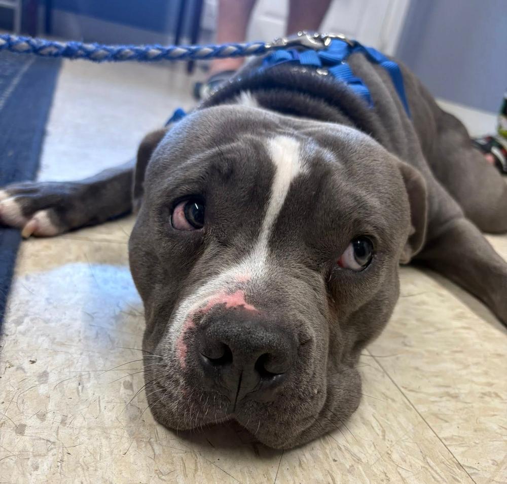 Enlarge Splooter, a Adopted Pit Bull Terrier in TULSA, OK image 4/6