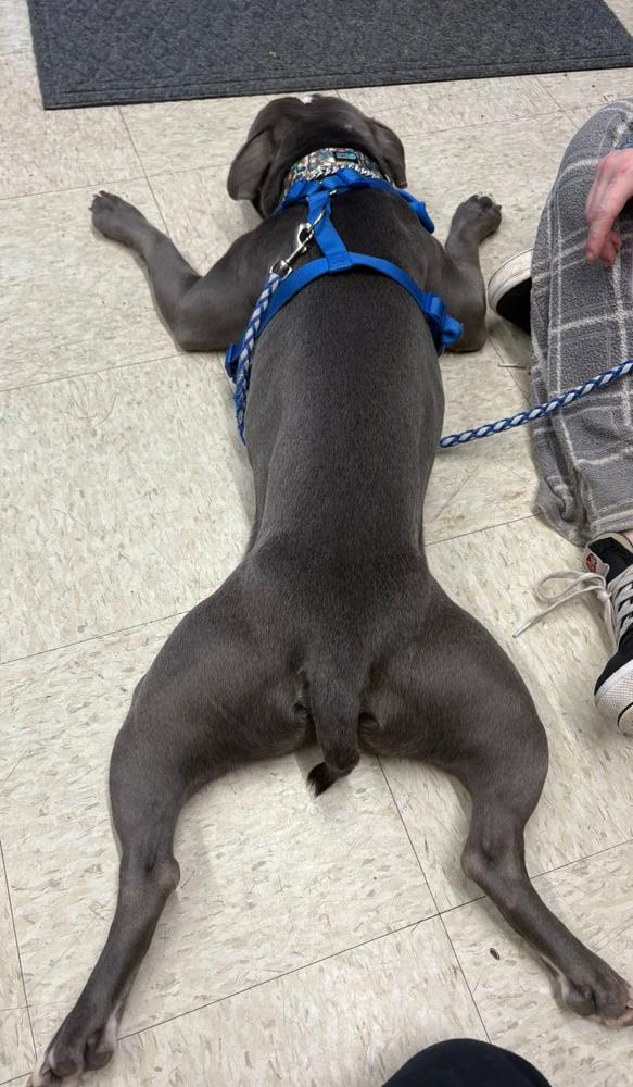 Enlarge Splooter, a Adopted Pit Bull Terrier in TULSA, OK image 5/6
