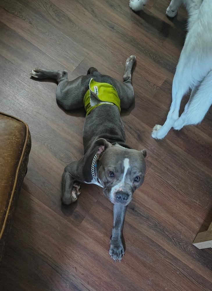 Enlarge Splooter, a Adopted Pit Bull Terrier in TULSA, OK image 6/6