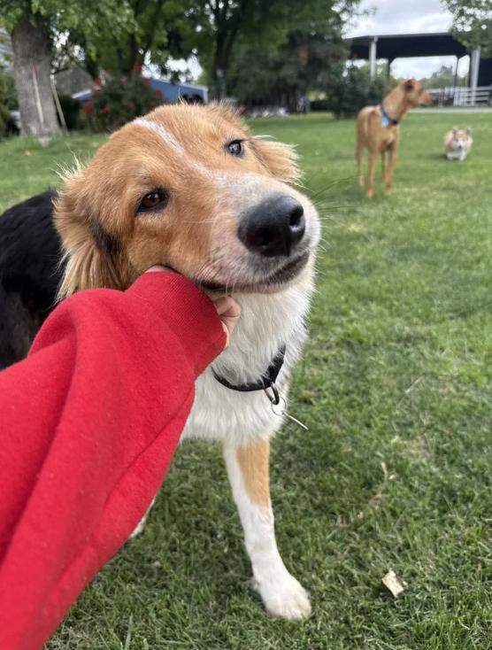 Enlarge Rick, a ADOPTABLE mixed breed in Davis, CA image 3/6