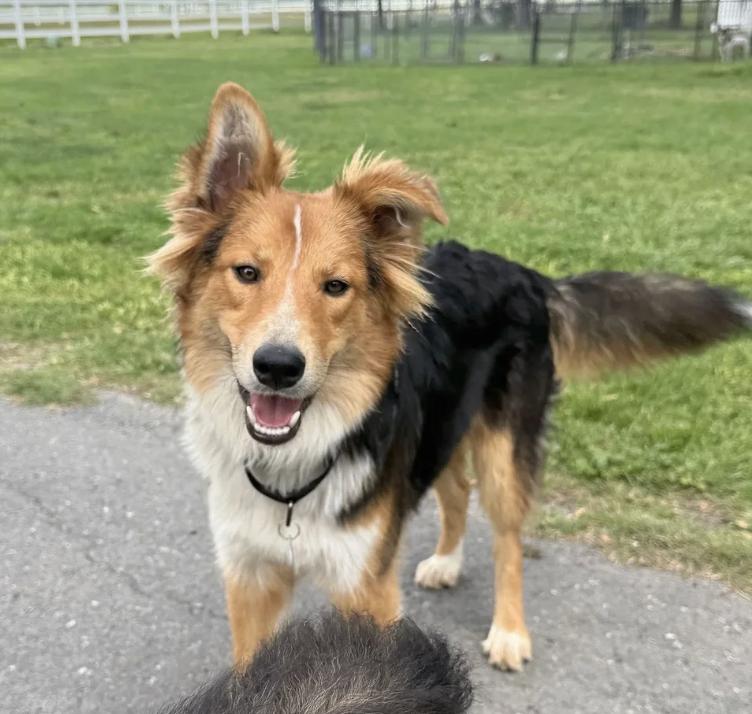 Rick, ADOPTABLE, Young Male Collie.