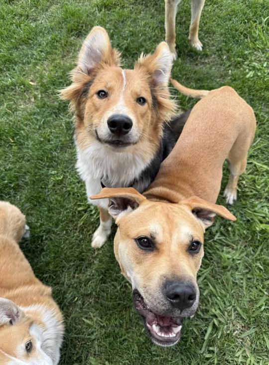 Enlarge Rick, a ADOPTABLE mixed breed in Davis, CA image 5/6