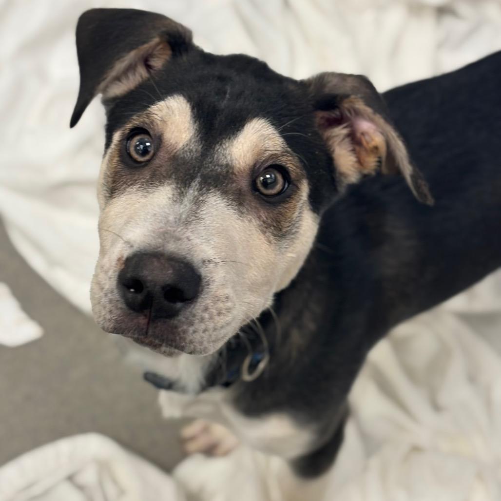 Yukon, Adoptable, Puppy Male Husky & Mixed Breed.