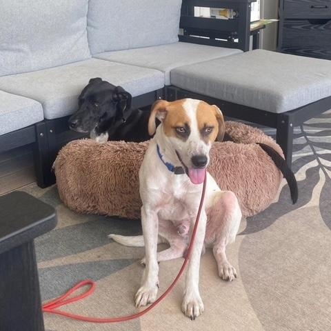 Ruckus, a ADOPTABLE mixed breed in High Point, NC image 2/6