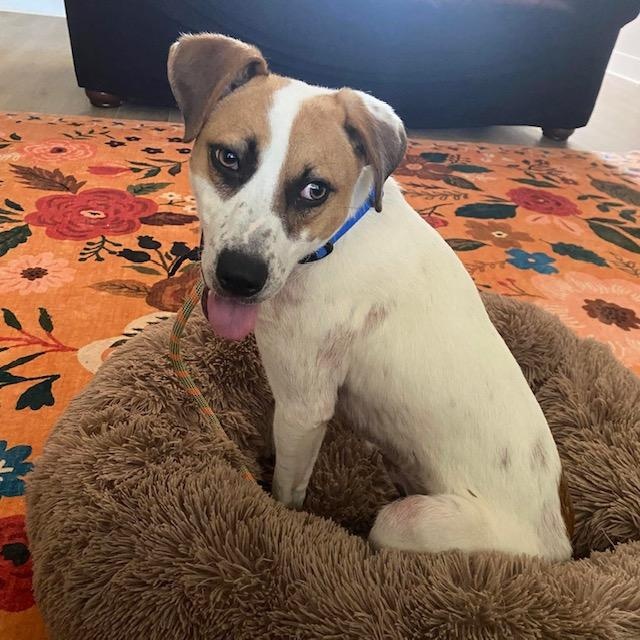 Ruckus, a ADOPTABLE mixed breed in High Point, NC image 5/6
