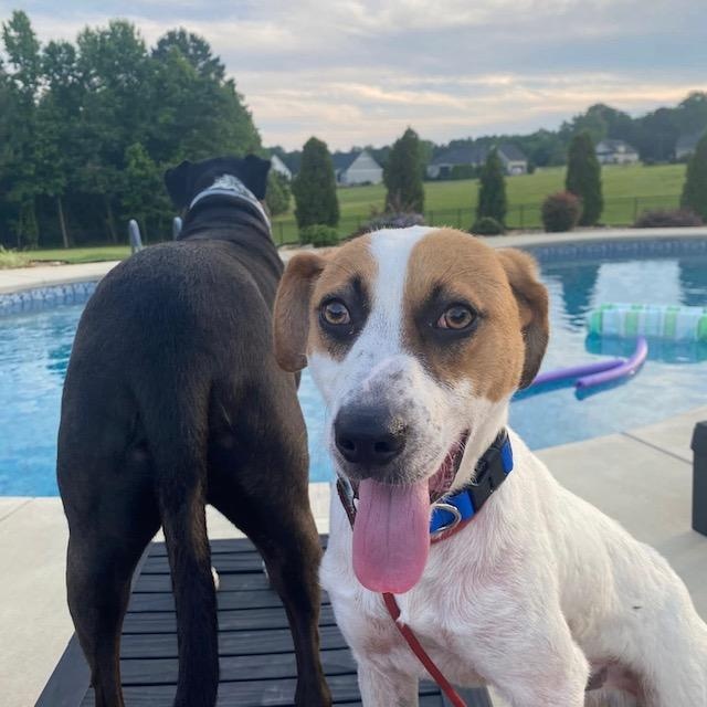 Ruckus, a ADOPTABLE mixed breed in High Point, NC image 6/6