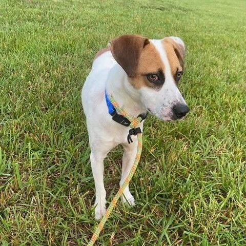 Ruckus, a ADOPTABLE mixed breed in High Point, NC image 4/6
