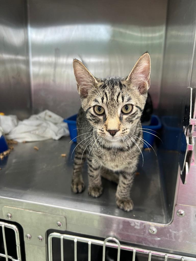 Jack, Adoptable, Kitten Male Domestic Short Hair.