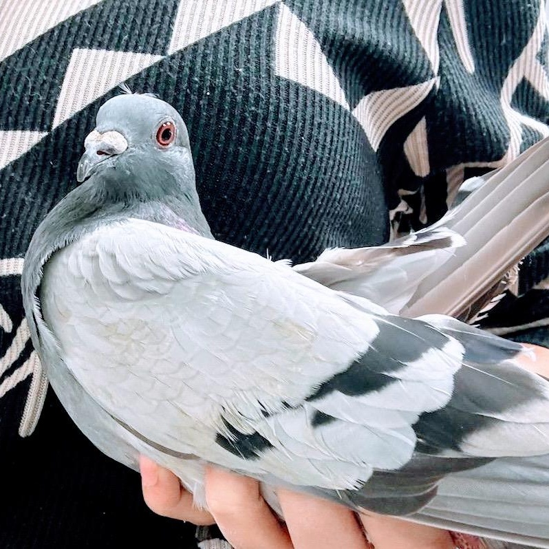 Absinthe, a Adoptable Pigeon in Chicago, IL image 4/4