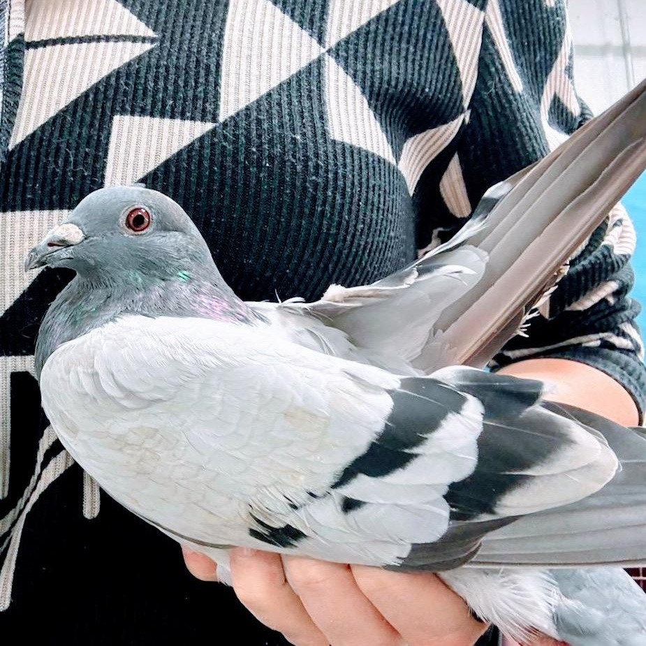 Absinthe, a Adoptable Pigeon in Chicago, IL image 1/4