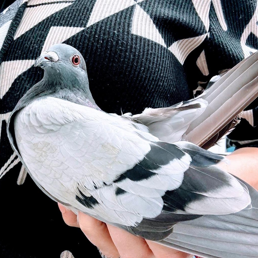 Absinthe, a Adoptable Pigeon in Chicago, IL image 3/4