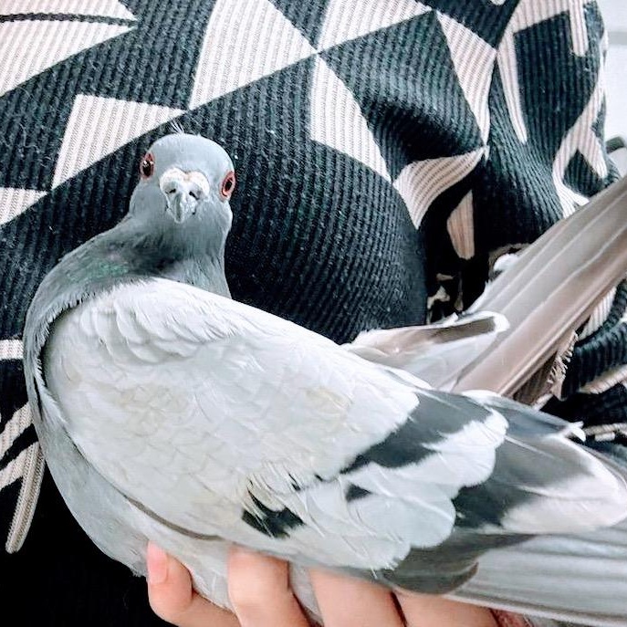 Absinthe, a Adoptable Pigeon in Chicago, IL image 2/4